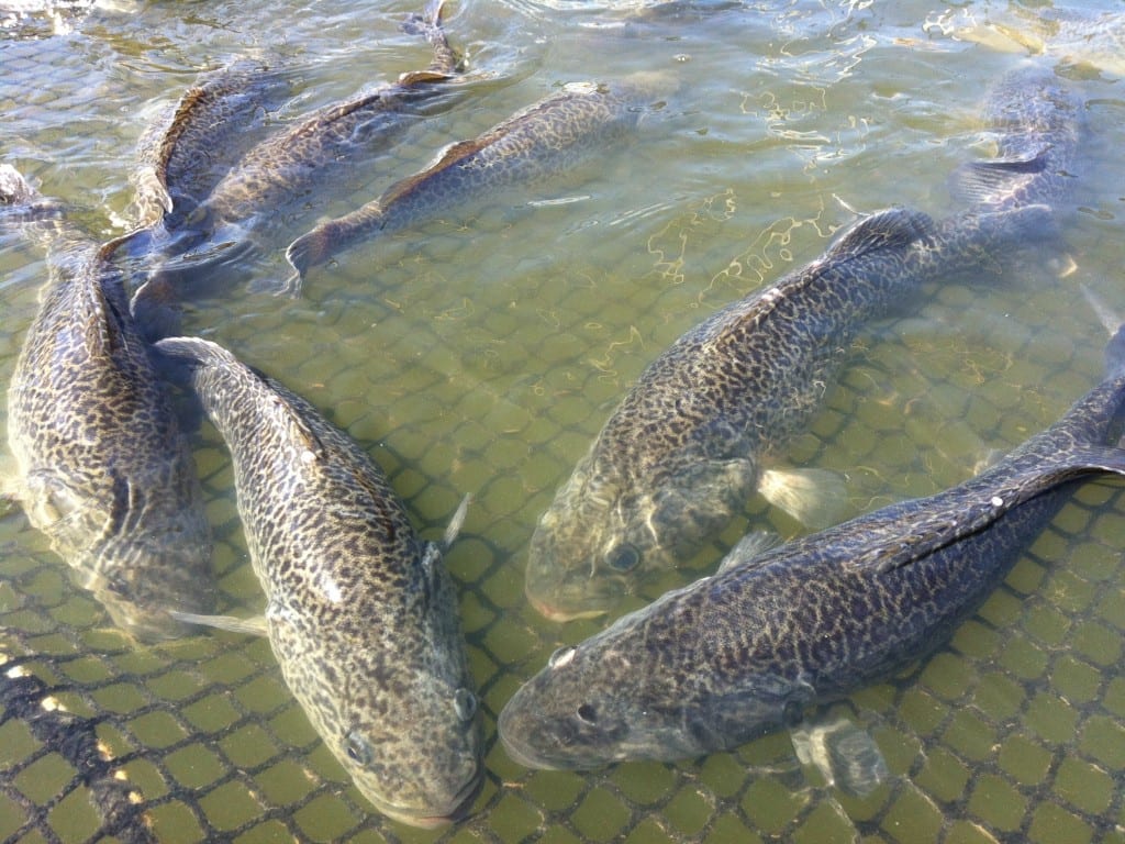 aquaculture_31.jpg
